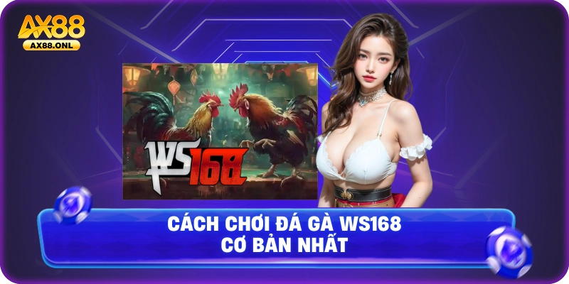 Cách chơi đá gà ws168 cơ bản nhất